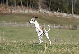 WHIPPET 326